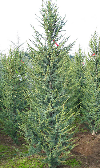 Cedrus atlantica 'Glauca Fastigiata'
