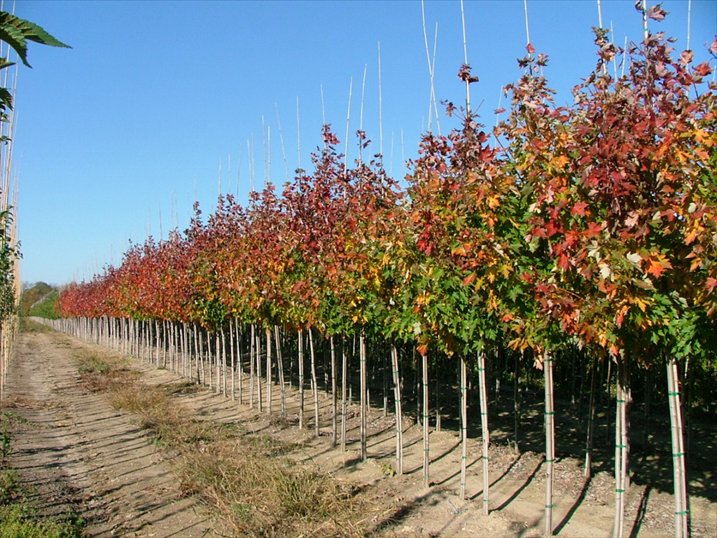 Acer x freemanii 'Celzam'