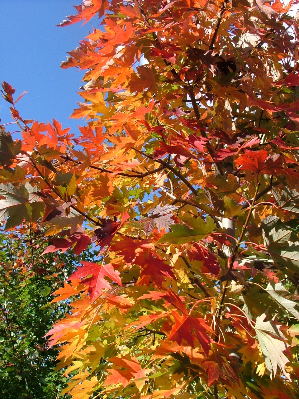 Acer x freemanii 'Celzam'