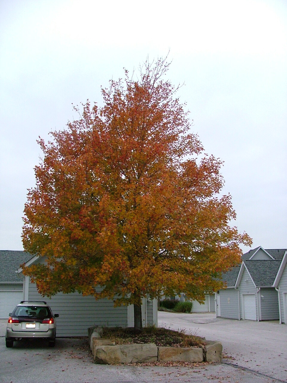 Acer x freemanii 'Celzam'