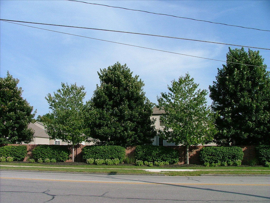 Acer x freemanii 'Celzam'