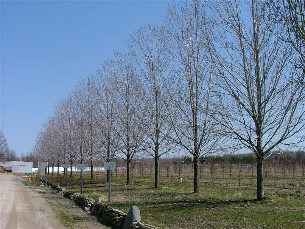 Acer x freemanii 'Celzam'