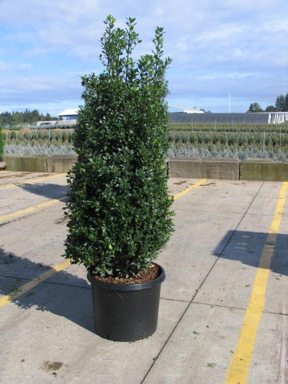 Ilex centrochinensis x I. aquifolium 'Centennial Girl' PP10750