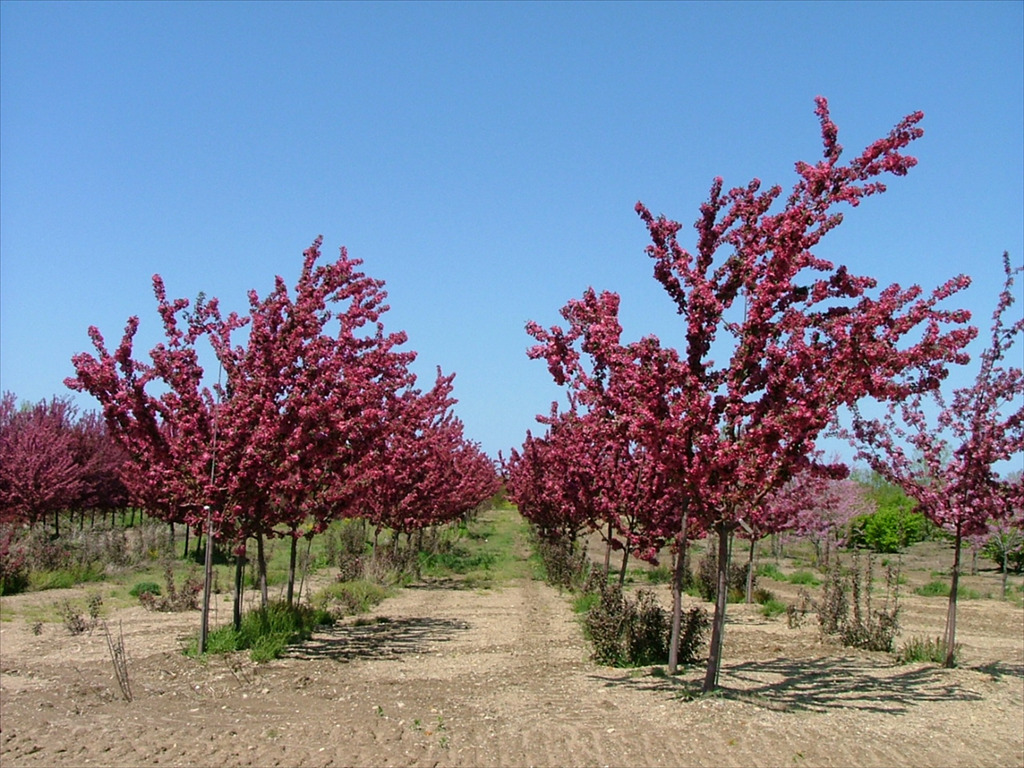 Malus 'Centzam'