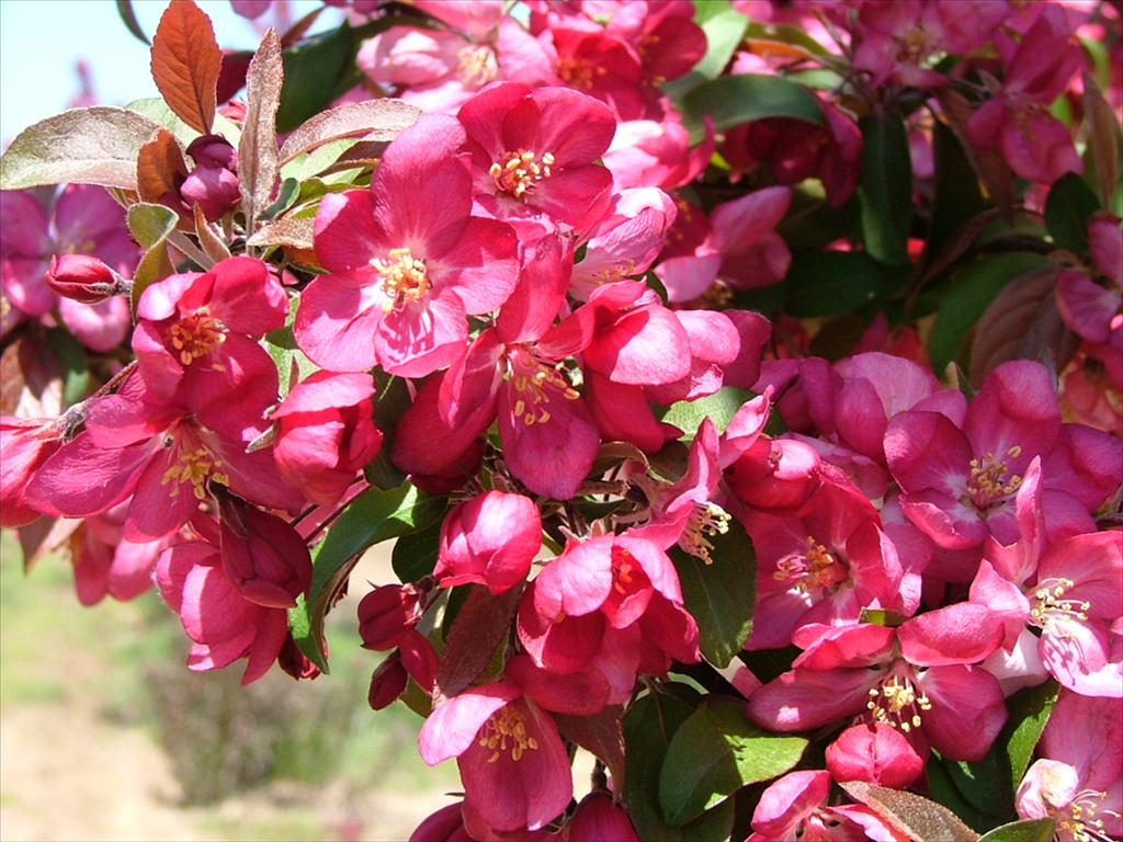 Malus 'Centzam'