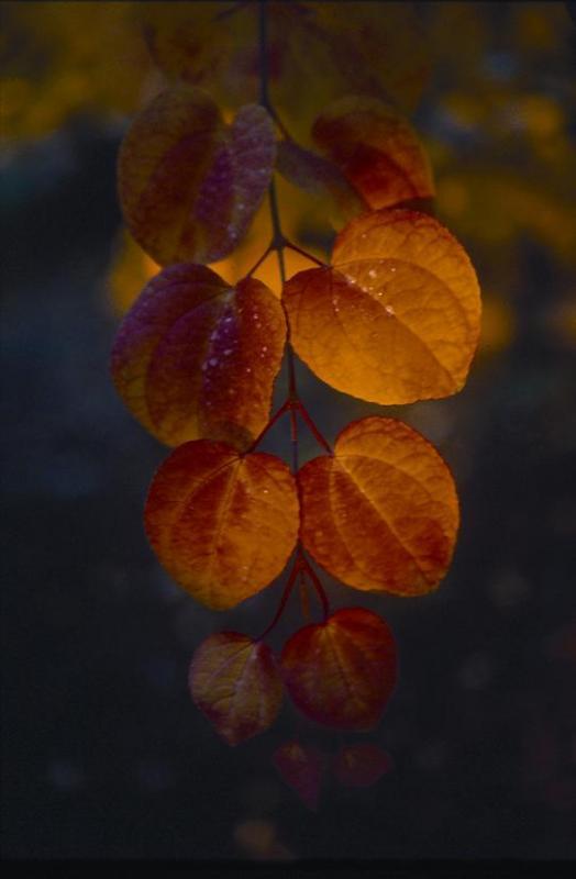 Cercidiphyllum japonicum