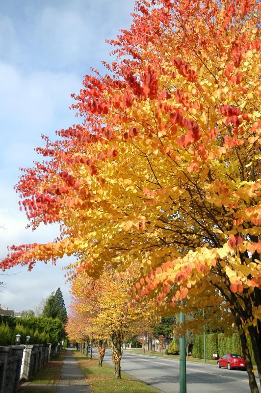 Cercidiphyllum japonicum