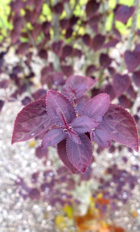 Cercidiphyllum japonicum 'Rotfuchs'