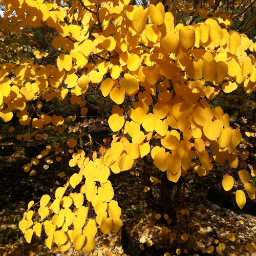 Cercidiphyllum japonicum