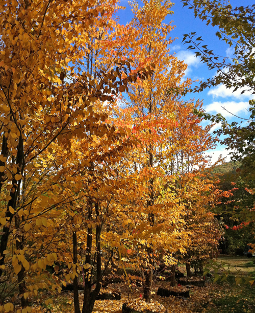 Cercidiphyllum japonicum