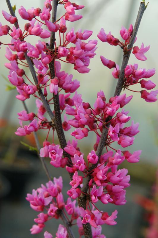 Cercis canadensis 'Appalachian Red'