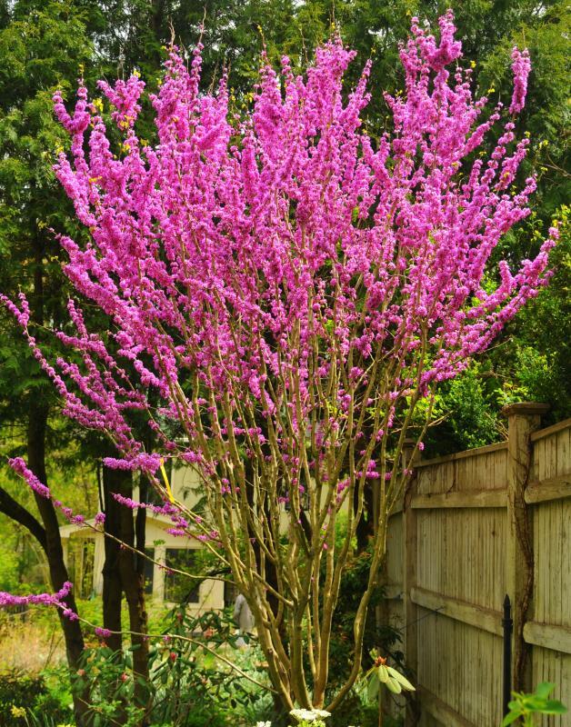 Cercis chinensis 'Avondale'