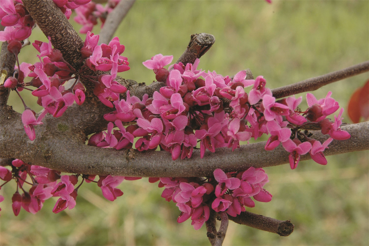Cercis x 'Merlot' PP22297