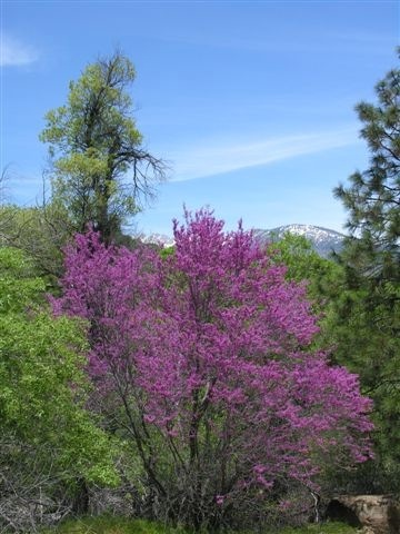 Cercis occidentalis