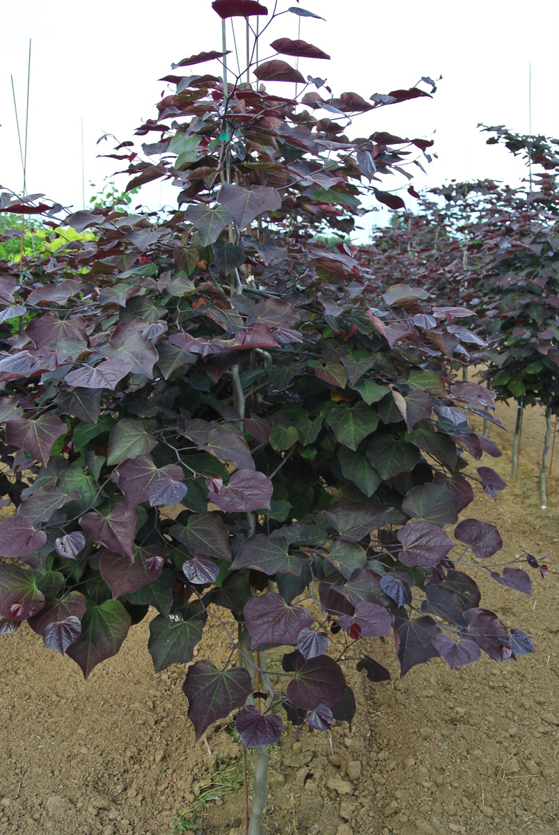 Cercis canadensis 'Ruby Falls' PP22097