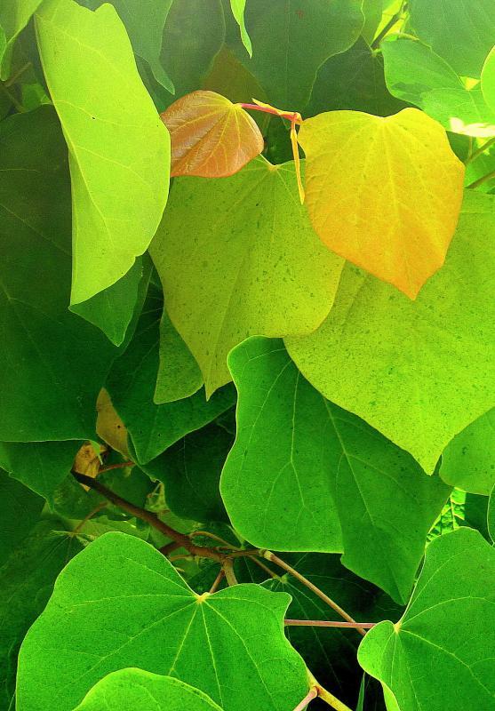 Cercis canadensis 'JN2' PP21451