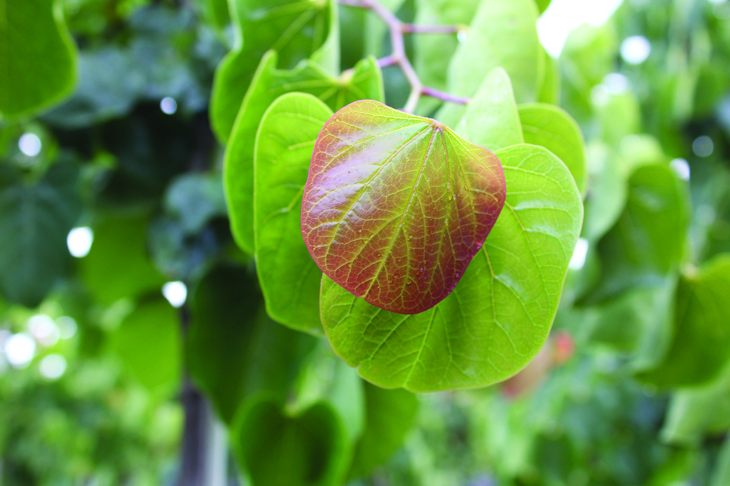Cercis canadensis var. texensis 'Traveller'