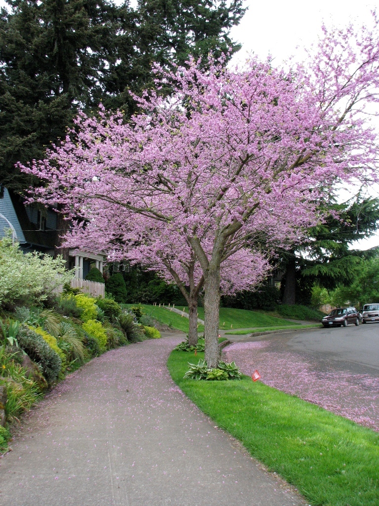 Cercis canadensis