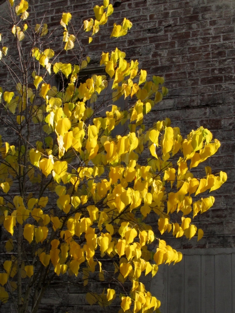 Cercis canadensis