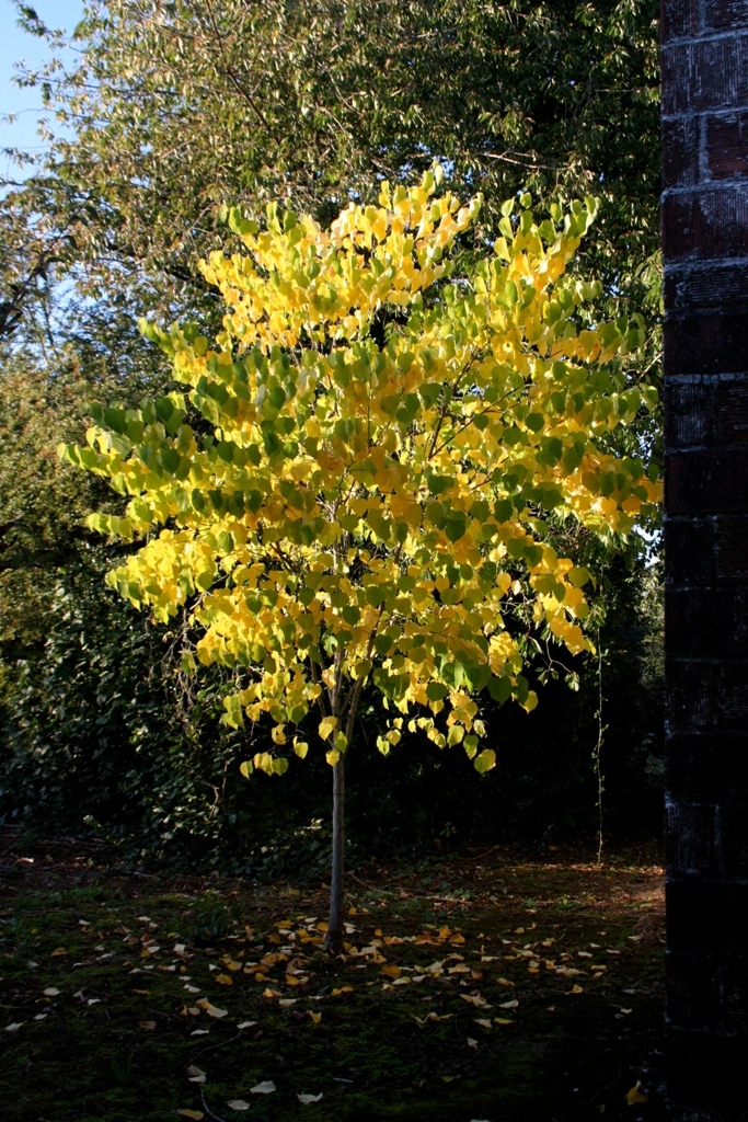 Cercis canadensis