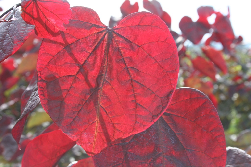 Cercis canadensis 'Forest Pansy'