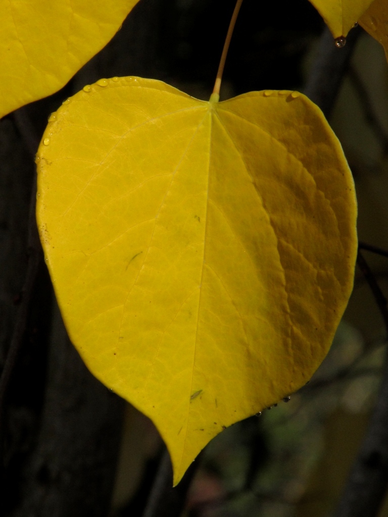 Cercis canadensis