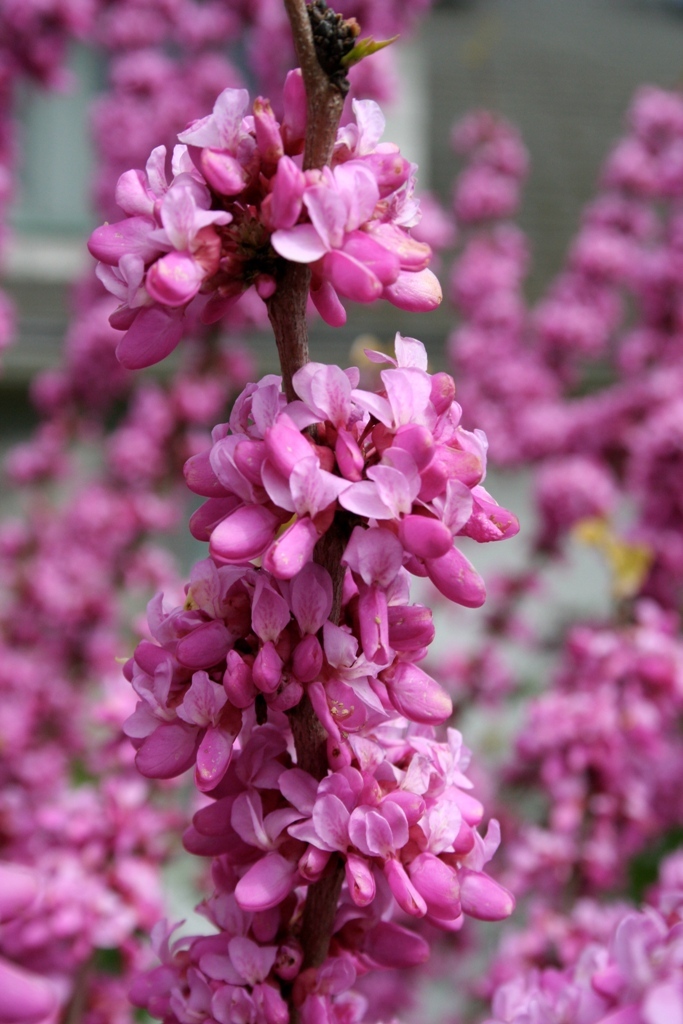 Cercis chinensis 'Avondale'
