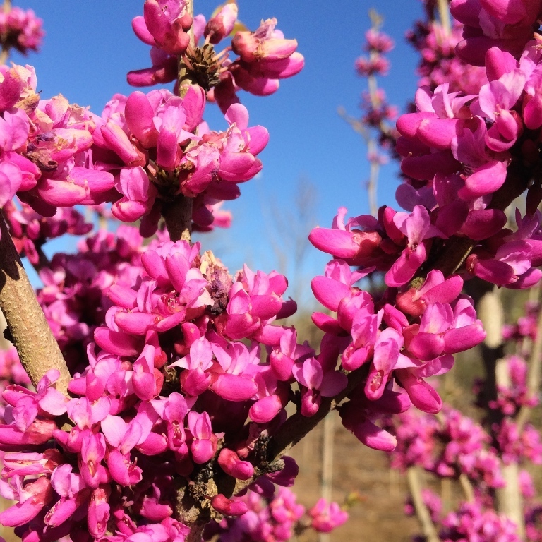Cercis chinensis 'Don Egolf'
