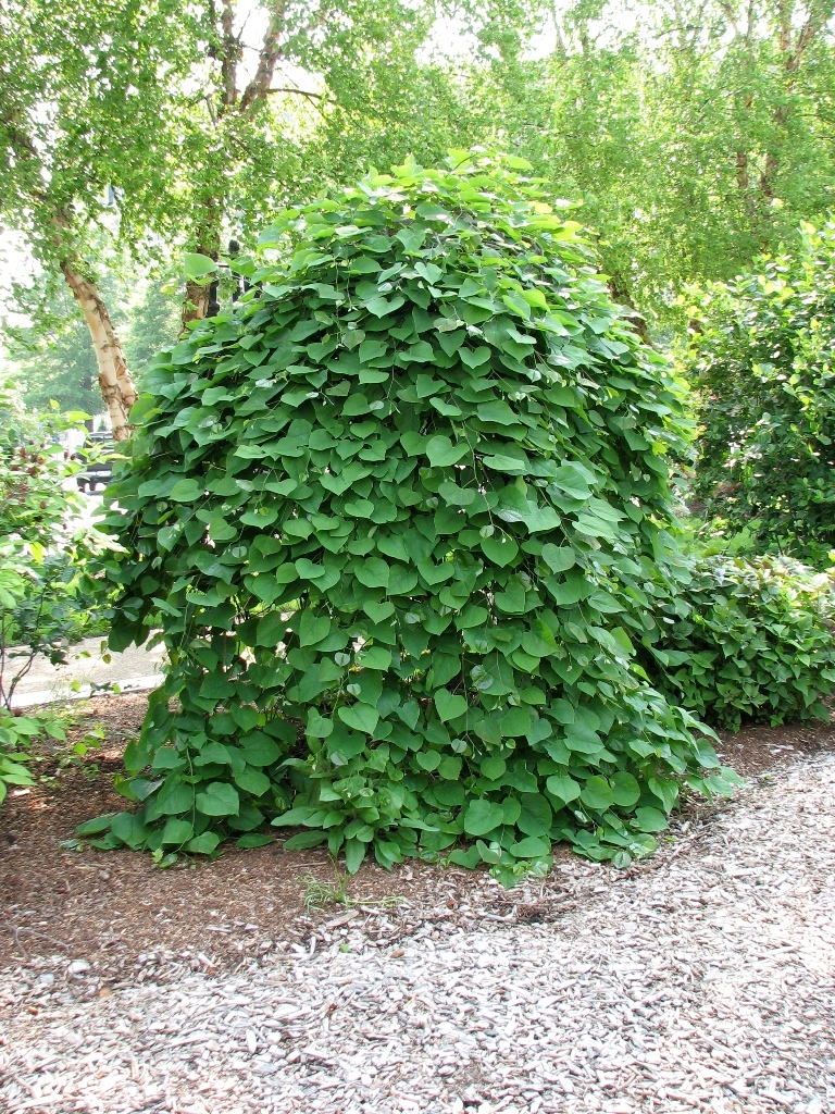 Cercis canadensis 'Covey' PP10328