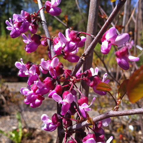 Cercis canadensis