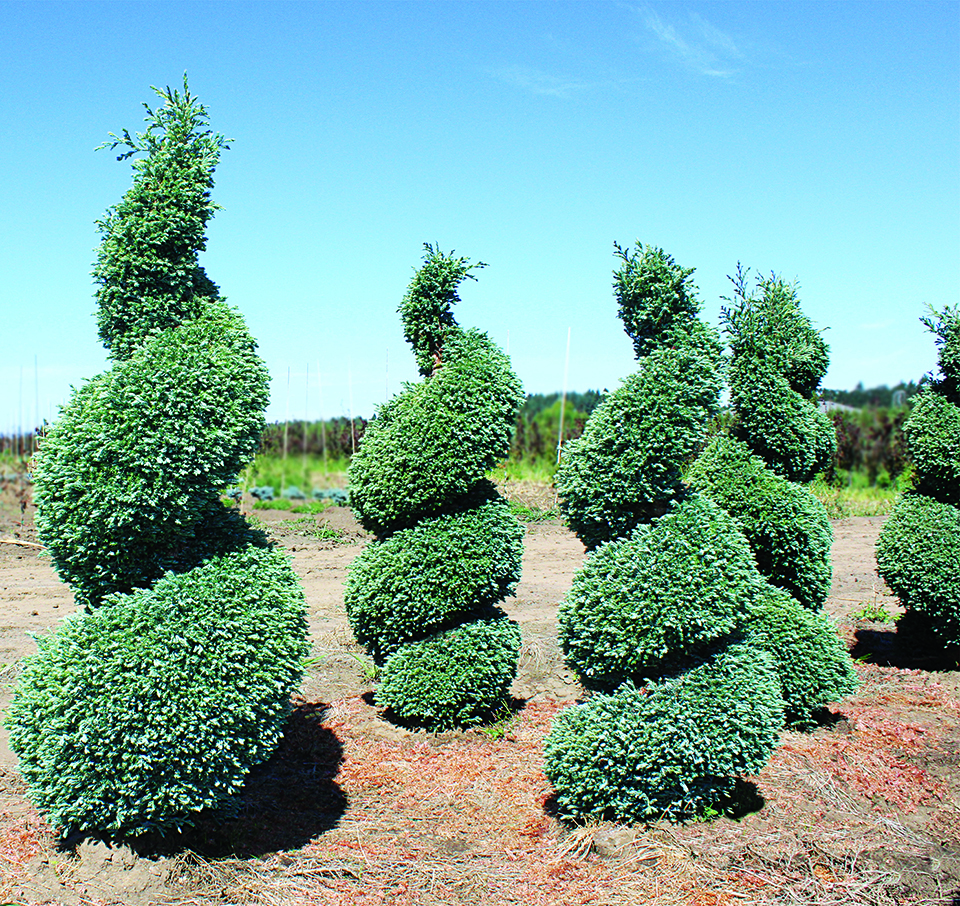 Chamaecyparis pisifera 'Cyano-Viridis' Topiary