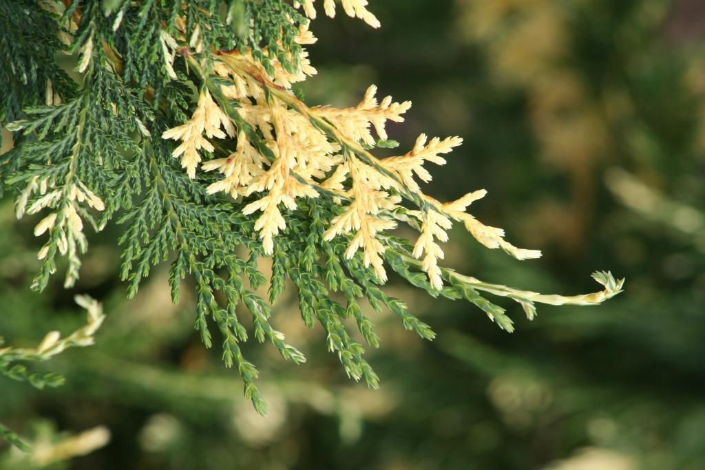 Chamaecyparis nootkatensis 'Variegata'