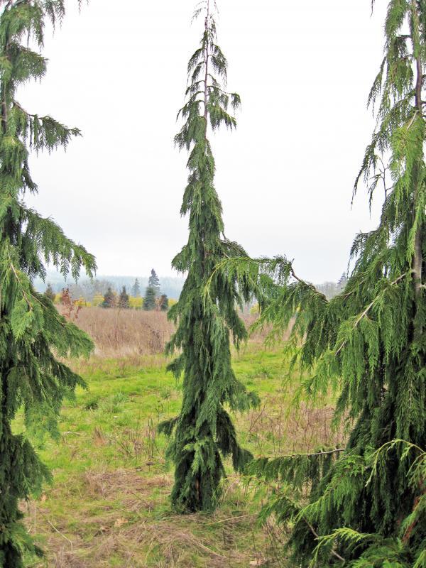 Chamaecyparis nootkatensis 'Green Arrow'