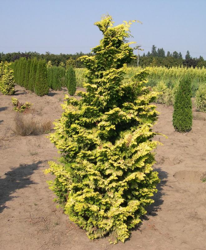 Chamaecyparis obtusa 'Aurea'