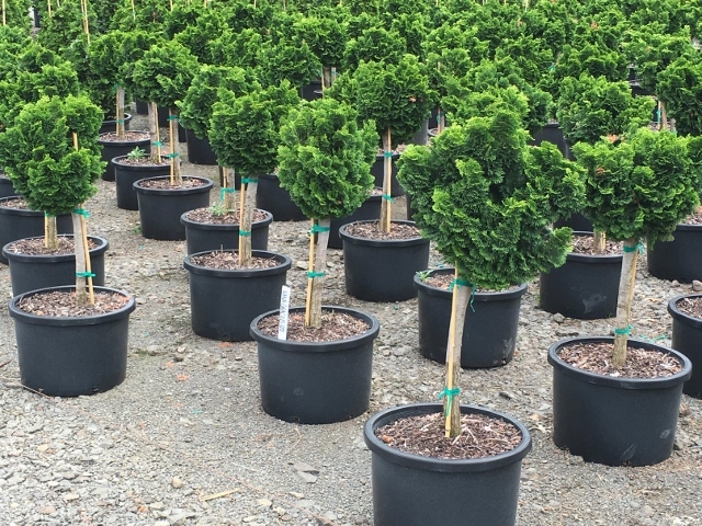 Chamaecyparis obtusa 'Nana Gracilis' Std.
