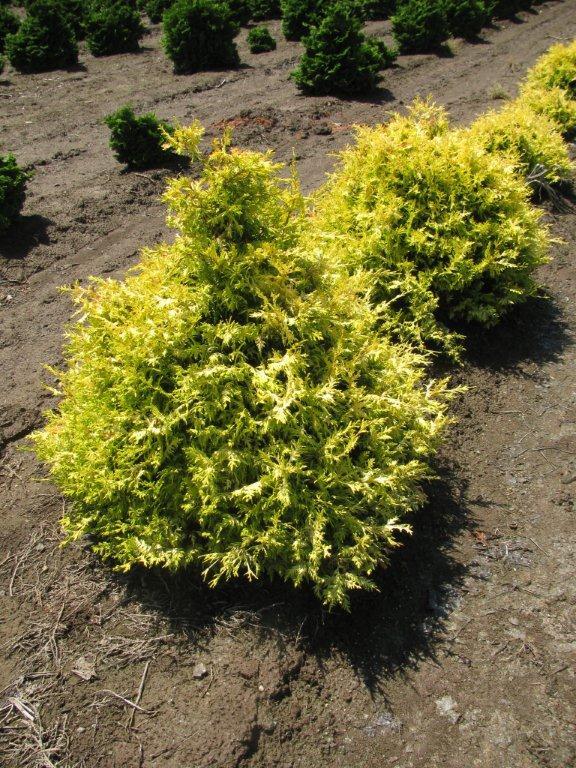 Chamaecyparis pisifera 'Gold Spangle'