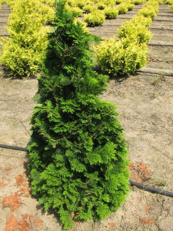 Chamaecyparis obtusa 'Compacta'