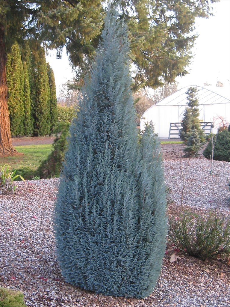 Chamaecyparis lawsoniana 'Blue Surprise'