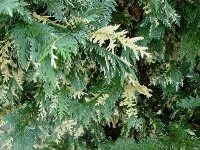 Chamaecyparis nootkatensis 'Aureovariegata'