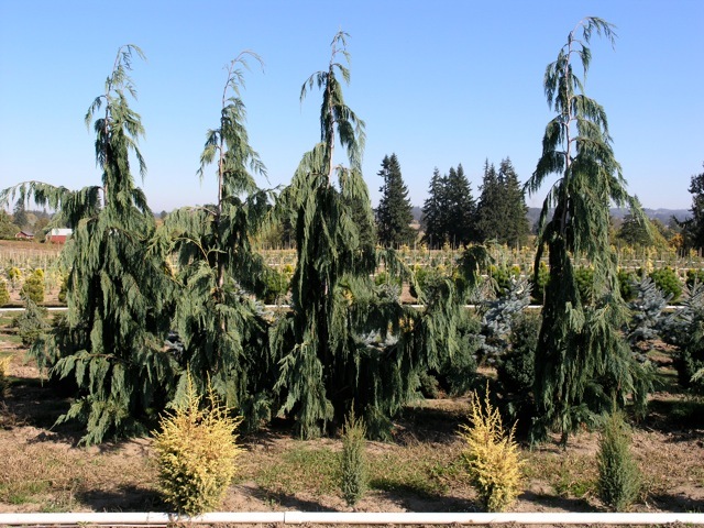 Chamaecyparis nootkatensis Glauca Pendula