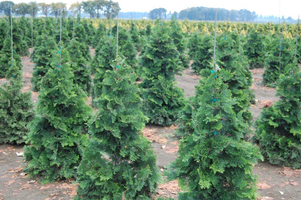 Chamaecyparis obtusa 'Compacta'