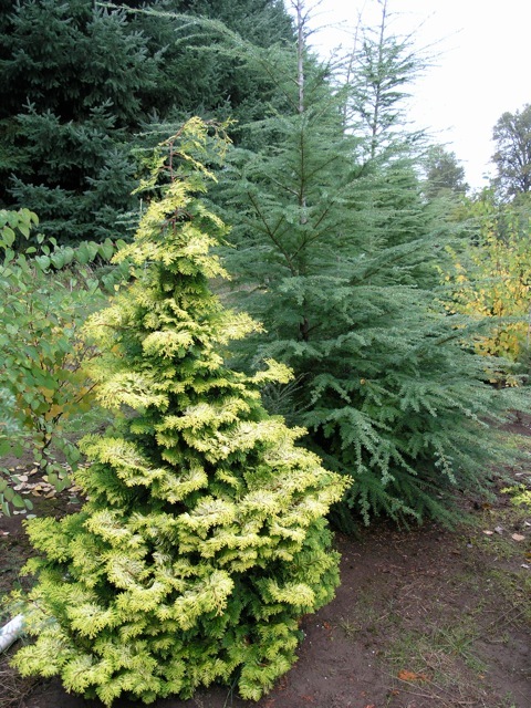 Chamaecyparis obtusa 'Confucius'