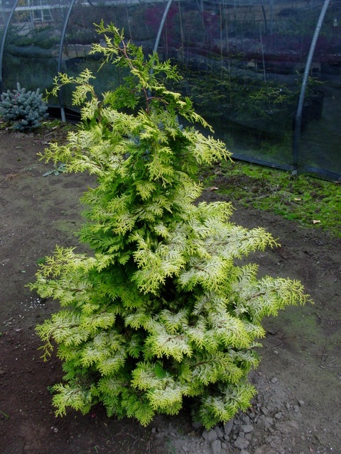 Chamaecyparis obtusa 'Confucius'
