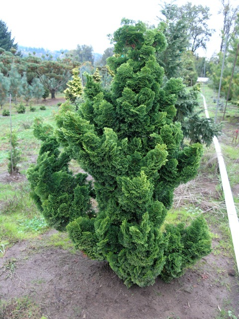 Chamaecyparis obtusa 'Nana Gracilis'