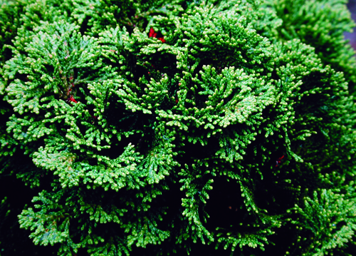Chamaecyparis obtusa 'Nana'