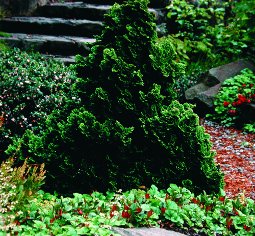Chamaecyparis obtusa 'Nana Gracilis'