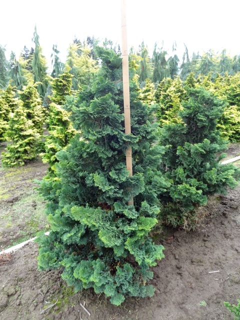 Chamaecyparis obtusa 'Split Rock'