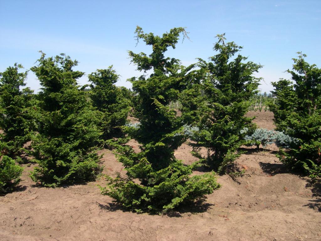 Chamaecyparis obtusa
