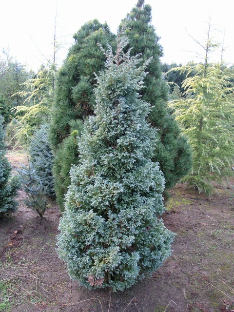 Chamaecyparis pisifera 'Boulevard'