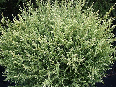 Chamaecyparis pisifera 'Cream Ball' (Photo: Eshraghi Nursery)